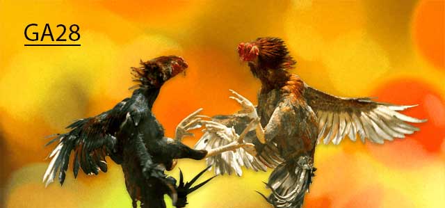 GA28